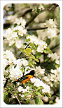 Blossom Oriole memorial Print-image